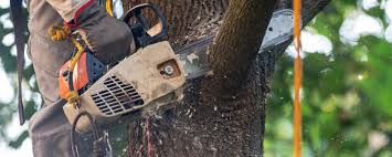 Best Commercial Tree Services  in Hustisford, WI