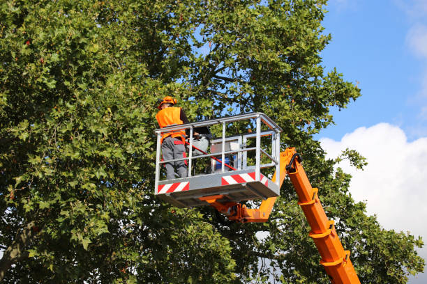 Best Emergency Tree Removal  in Hustisford, WI