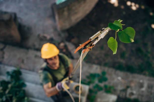 Best Leaf Removal  in Hustisford, WI