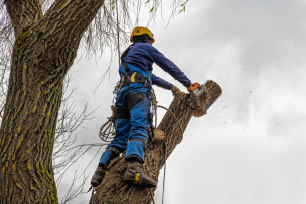 Best Commercial Tree Services  in Hustisford, WI