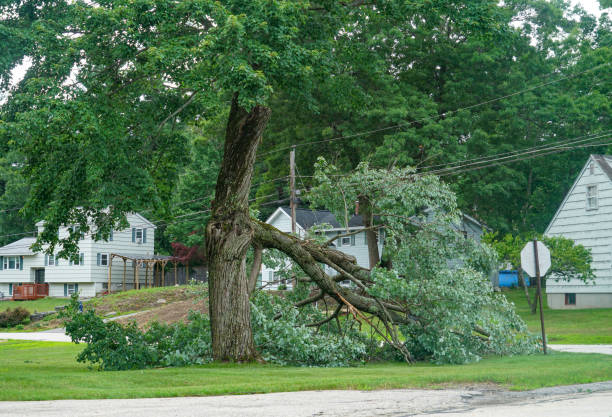 Best Tree Maintenance Programs  in Hustisford, WI