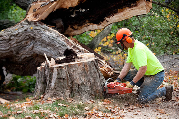 Best Tree Mulching Services  in Hustisford, WI