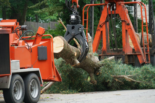 Best Tree Trimming and Pruning  in Hustisford, WI