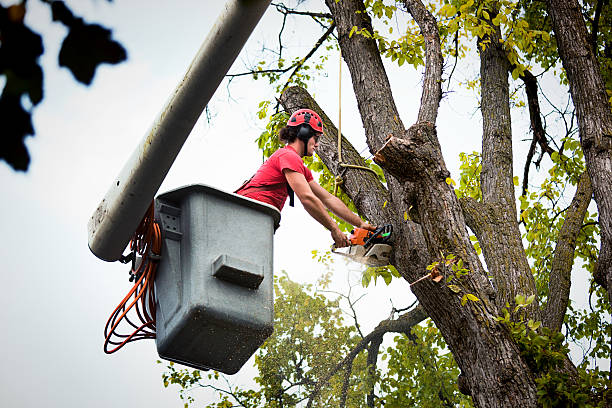 Best Tree Cabling and Bracing  in Hustisford, WI