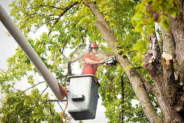 Best Hazardous Tree Removal  in Hustisford, WI