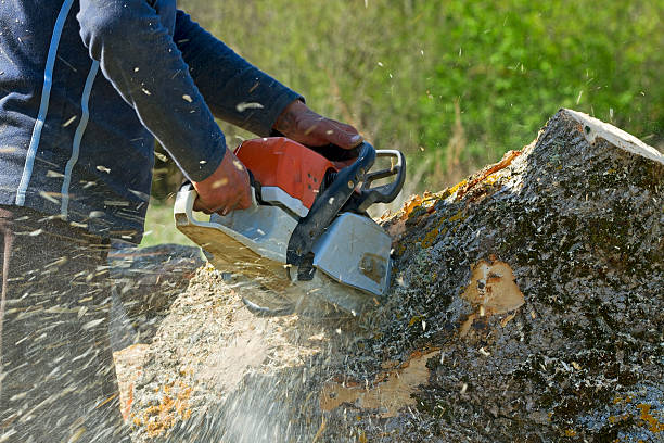 Best Tree Risk Assessment  in Hustisford, WI