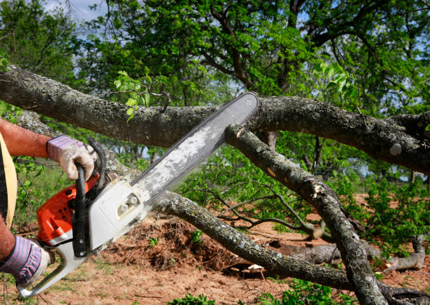 Best Stump Grinding and Removal  in Hustisford, WI