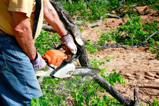 Reliable Hustisford, WI Tree Services Solutions